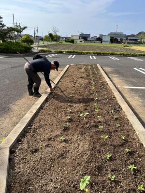 夏の花