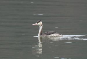 カンムリカイツブリ