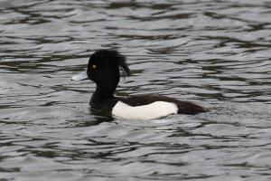 キンクロハジロ