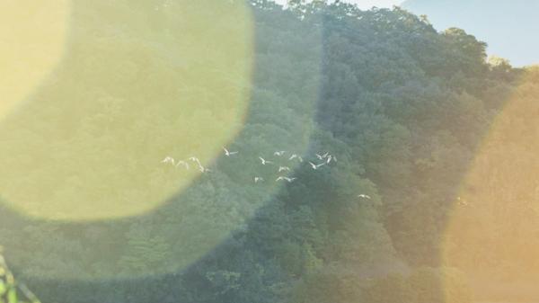 木漏れ日の中を一斉に飛び立つ野鳥たち