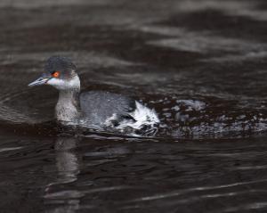 ハジロカイツブリ