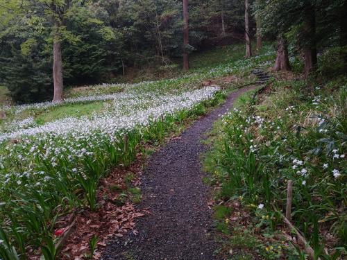 国吉城址のシャガ2026①