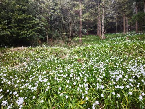 国吉城址のシャガ2026②