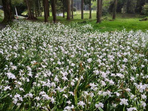 国吉城址のシャガ2026③