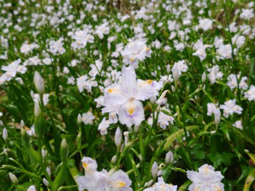 国吉城址のシャガ2026④