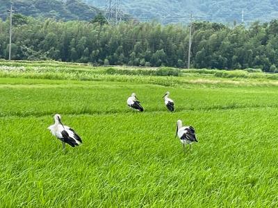 美浜に飛来したコウノトリ